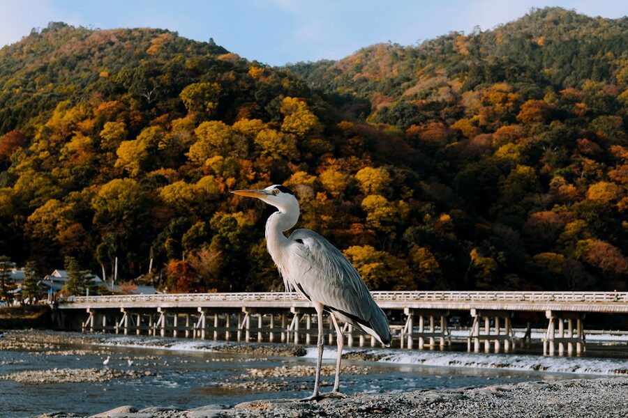 Togetsukyo Bridge autumn with heron on Hozu River