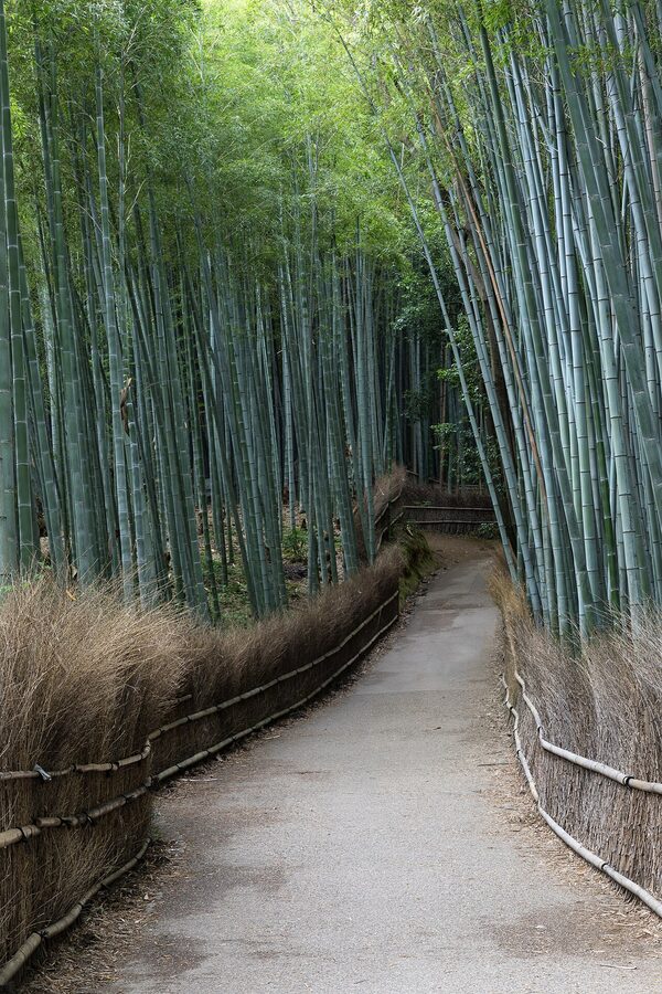 Arashiyama Bamboo Grove path with tall green bamboo