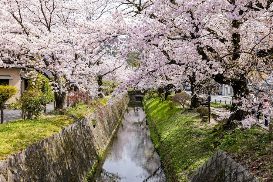 Cherry blossoms in full bloom over a Kyoto canal in spring