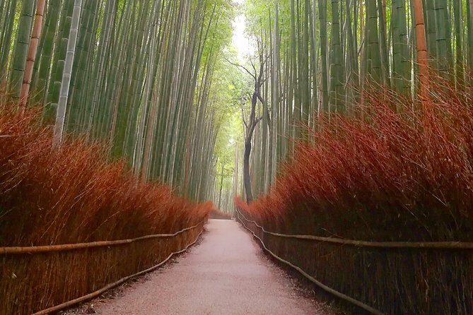 Afternoon Kyoto Bike Tour: Bamboo Forest, Monkeys & Hidden Spots - Bamboo Forest Street: Photos, Sound, and Staying Calm