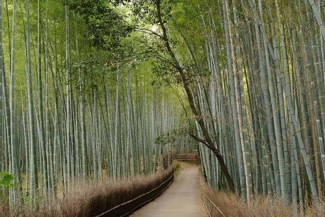 Arashiyama Bamboo Forest E-Biking Tour - Stop 2: Tōji-in Temple moss calm and slower walking