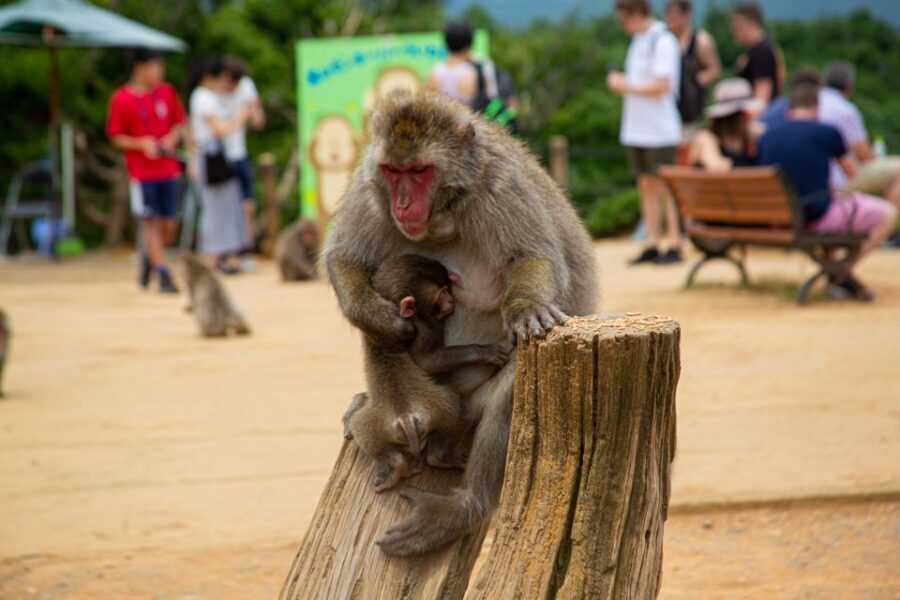 Arashiyama Bamboo, Temple, Monkeys, or Secret Sake Brewery - Nonomiya Shrine and the temple-side atmosphere