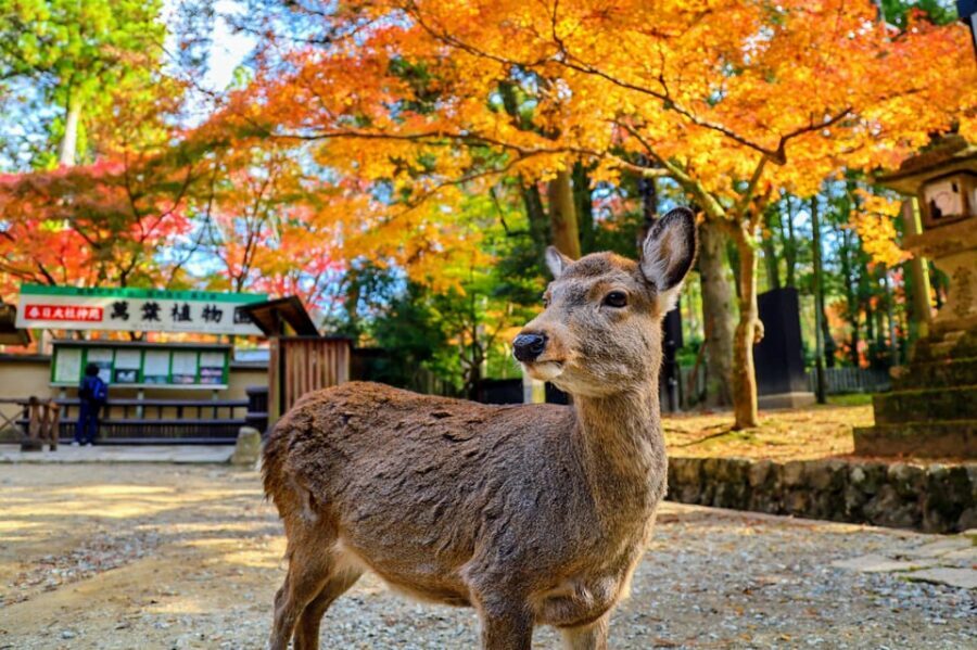 From Kyoto: Nara Guided Morning Tour - Price and value: what $77 covers in real terms