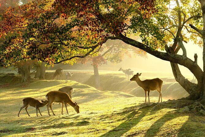 From Kyoto: Nara History Guided Half Day Bus Tour with Lunch - Key highlights at a glance