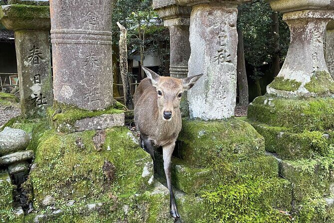 From Kyoto: Nara History Guided Half Day Bus Tour with Lunch - A smooth Kyoto to Nara plan that actually feels doable