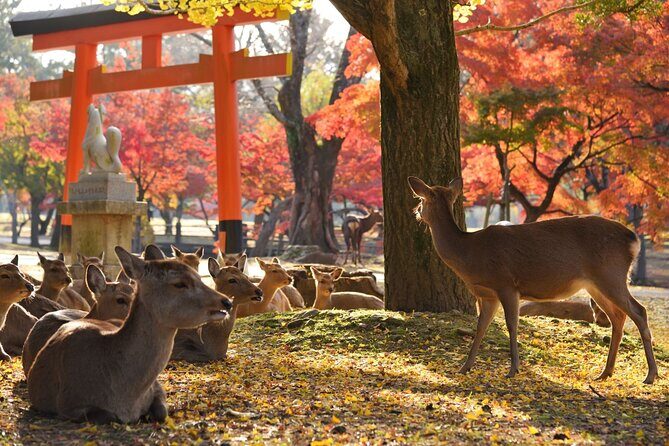 From Kyoto: Nara History Guided Half Day Bus Tour with Lunch - Transport from Kyoto: comfort, timing, and where to meet