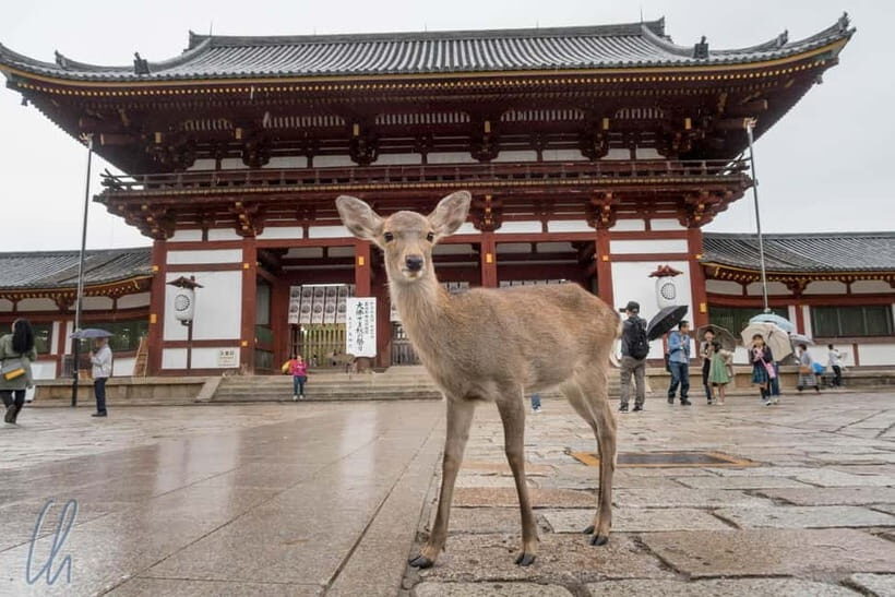From Kyoto: Nara, Osaka & Kobe Day Trip – 3 Cities in 1 Day - Nara Park and free-roaming deer: the calm start that sets the tone