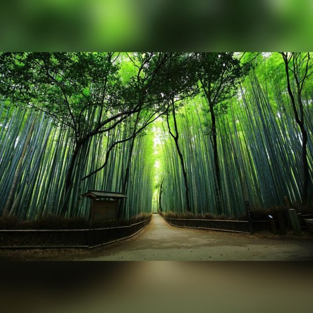 From Osaka/Kyoto: Private Kyoto & Nara Day Trip with Pickup - Key Highlights You’ll Feel Immediately