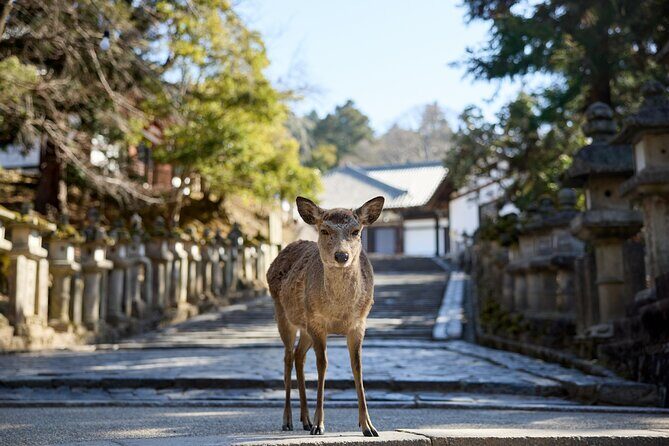 Full Day Guided Tour to Kyoto and Nara from Osaka by Van - Comfort Details That Actually Matter on This Route