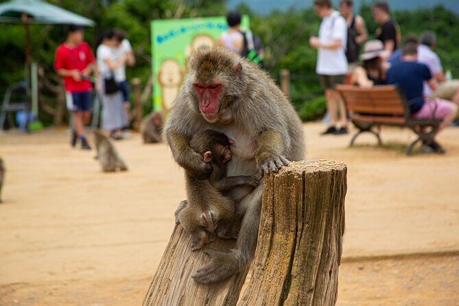 Full day Kyoto Walk in Fushimi, Arashiyama, Monkey, and Kinkakuji - How the 8-hour small-group format really works