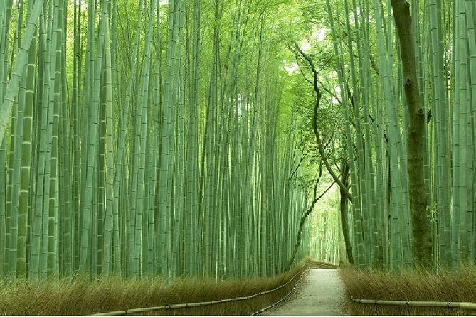 Half Day Kyoto Sagano Bamboo Grove & Arashiyama Walking Tour - Key Things Worth Noticing