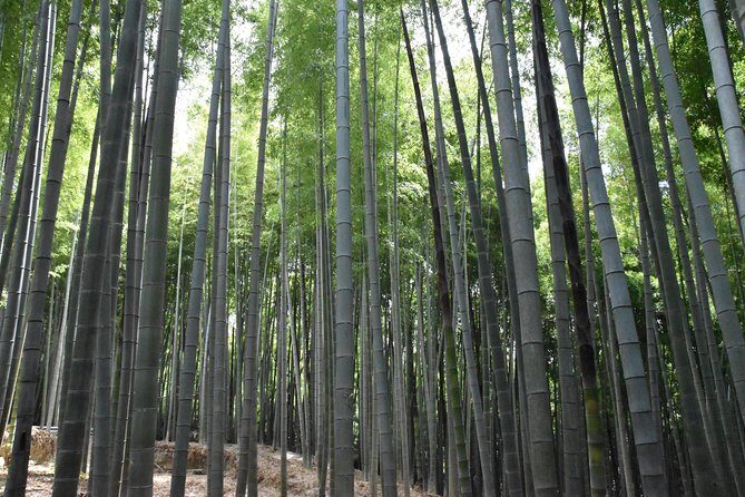Inside of Fushimi Inari - exploring and lunch with locals - Fushimi Inari beyond the postcard climb