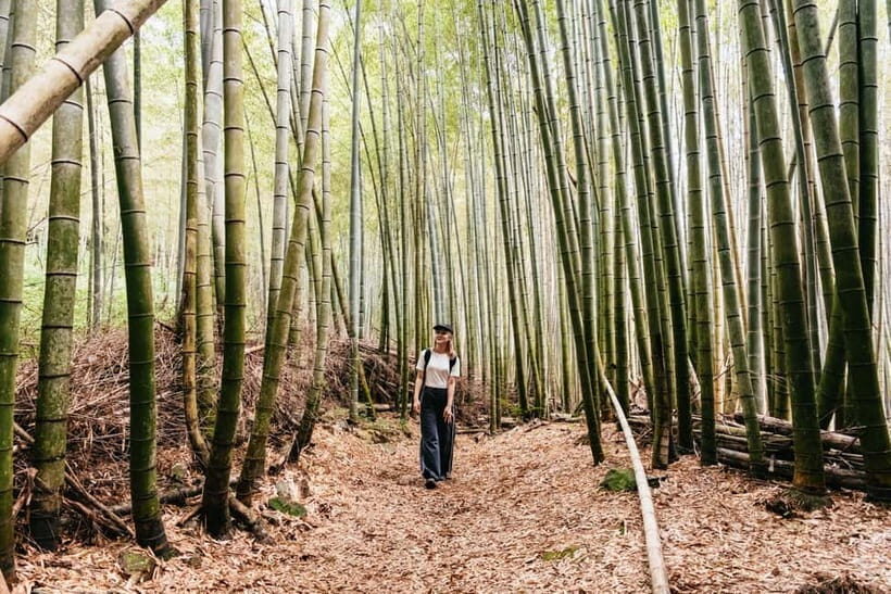 Kyoto: 3-Hour Fushimi Inari Shrine Hidden Hiking Tour - The bamboo grove detour: where photos feel less forced