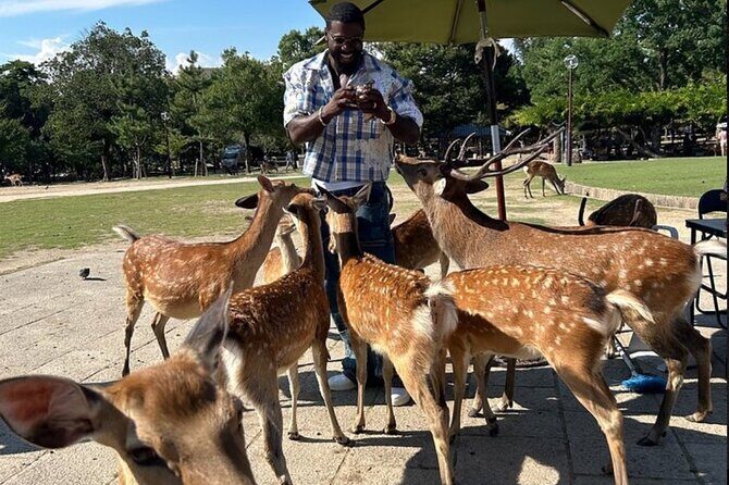 Kyoto and Nara Private Car Tour with a Local English Guide Driver - Key highlights you’ll feel right away