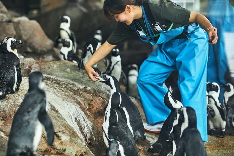 Kyoto Aquarium Admission Ticket - Penguins: why this area feels more personal than you expect