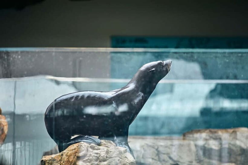 Kyoto Aquarium Admission Ticket - Giant salamanders: rare animals, serious wow factor
