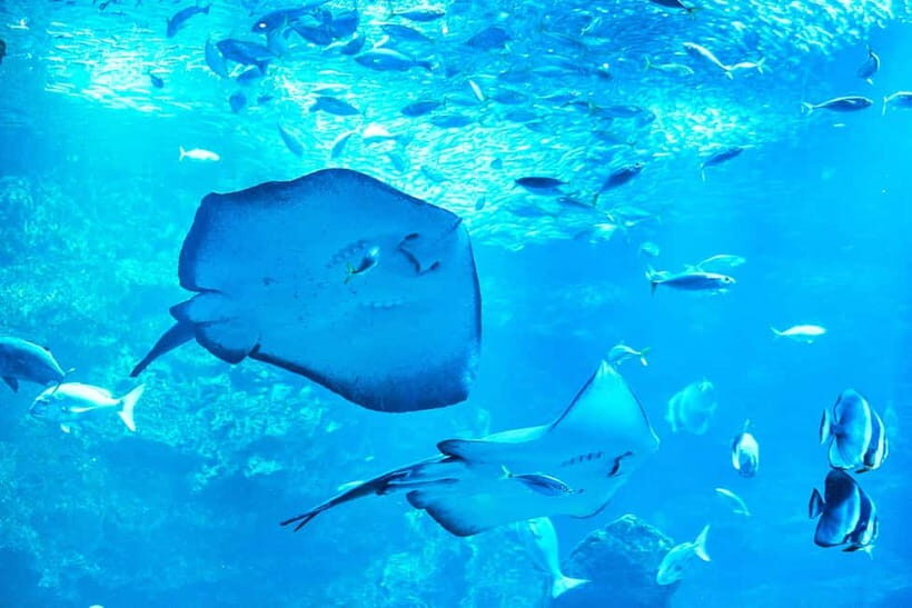 Kyoto Aquarium Admission Ticket - Satoyama recreation: a peaceful countryside scene inside Kyoto Aquarium