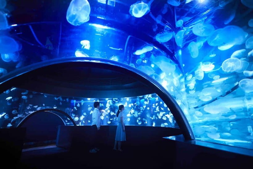 Kyoto Aquarium Admission Ticket - Dolphin performances: the show you should build your timing around