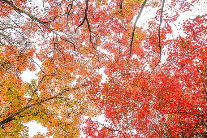 Kyoto Arashiyama Bamboo forest & Garden Half-Day Walking Tour - Sagaogurayama back streets: the part most people skip