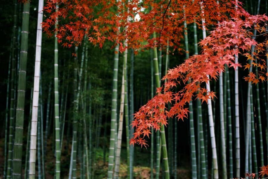 Kyoto: Arashiyama Bamboo, Togetsukyo bridge, Sanso, and more - Quick hits: what you’ll notice right away