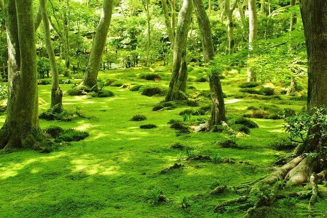Kyoto Arashiyama & Sagano Bamboo Private Tour with Government-Licensed Guide - Practical tips so the day feels smooth (not frantic)