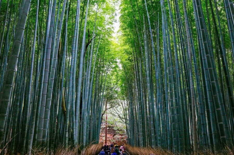 Kyoto: Arashiyama Tour with optional Sagano Romantic Train - Mikami Shrine and the Bamboo Forest Walk