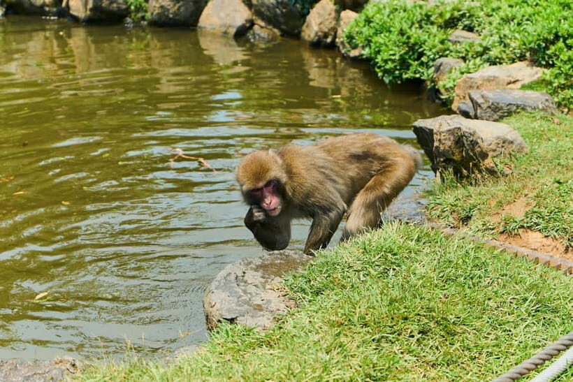 Kyoto: Arashiyama UNESCO Walking Tour with Admission - Price and Value: Does $25 Really Make Sense?