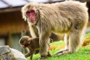 Kyoto Arashiyama Walking Tour: Bamboo, Monkeys, Gardens & Secrets - Getting oriented fast at the start point