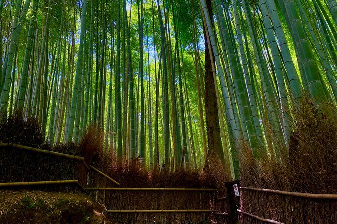 Kyoto Early Bird English Tour: Fushimi-Inari and Arashiyama - Price and value: what $96.83 covers (and what it doesn’t)