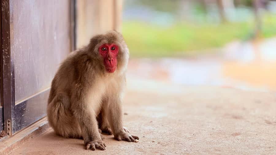 Kyoto: Fushimi, Arashiyama - Bamboo, Monkey, Torii & Secrets - Key highlights that make this tour worth your time