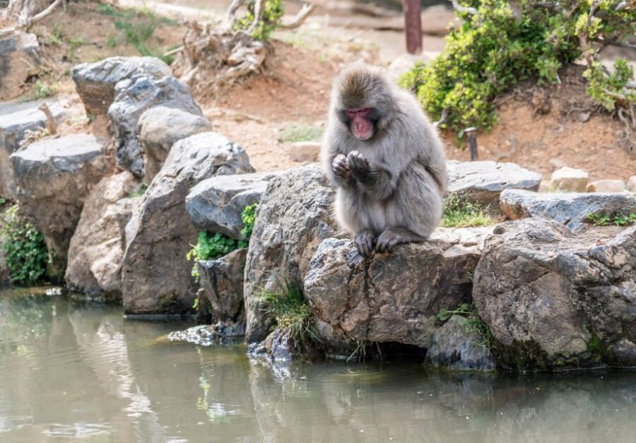 Kyoto: Fushimi, Arashiyama - Bamboo, Monkey, Torii & Secrets - Who should book this Kyoto Fushimi and Arashiyama walk