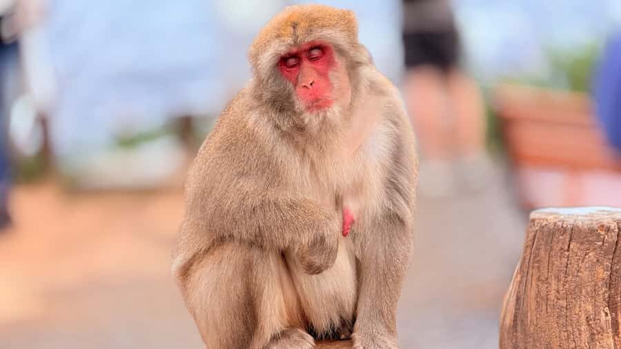 Kyoto: Fushimi, Arashiyama - Bamboo, Monkey, Torii & Secrets - Togetsukyo Moon Crossing Bridge: a short walk with big payoff