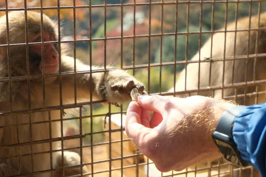 Kyoto: Fushimi, Arashiyama - Bamboo, Monkey, Torii & Secrets - Price and value: what $88 buys you in Kyoto