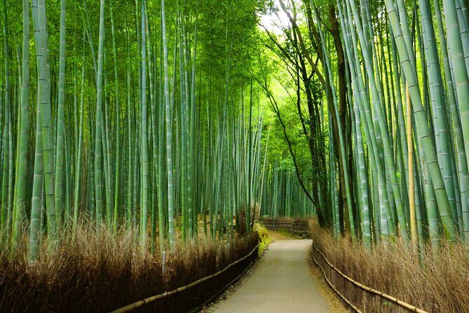 Kyoto Morning Tour with English Speaking Guide - Guide quality and pacing: what English support really changes