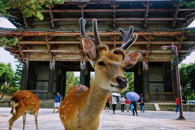 Kyoto & Nara Private Tour from Osaka Kyoto Hotel Pick-up - How the Osaka-to-Kyoto-to-Nara Private Route Really Feels