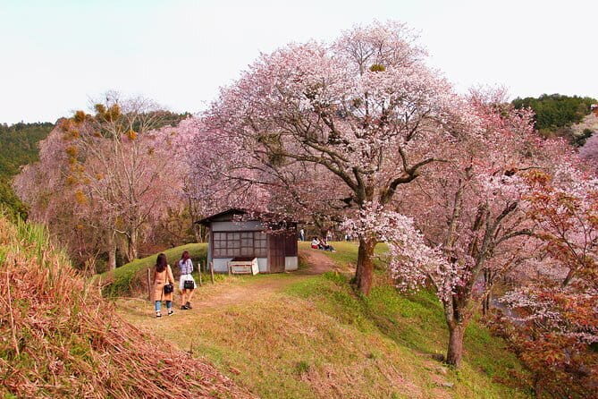 Kyoto & Nara Private Tour from Osaka Kyoto Hotel Pick-up - Arashiyama Kimono Forest and Bamboo: Art Installations Meet Real Nature