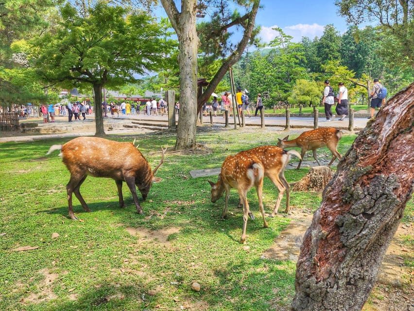 Kyoto: Nara, Todaiji, Kasuga Taisha Shrine Private Full Day - Tōdai-ji and the Great Buddha: UNESCO scale in one guided hour