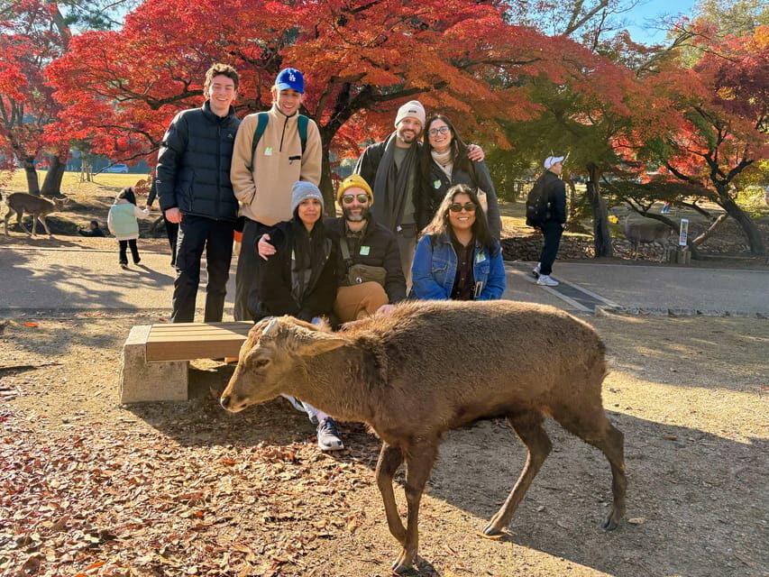 Kyoto: Nara & Traditional Matcha Experience Bus Tour - Lunch Break Between Temples and Tea Town Time