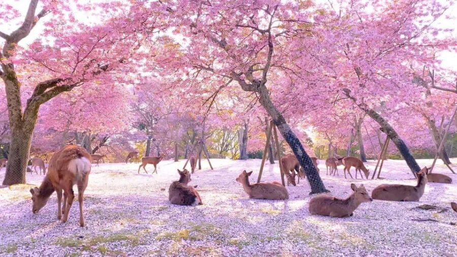 Kyoto/Osaka: Kyoto and Nara Customized Private Guided Tour - Arashiyama Bamboo Forest: The Photo Stop That Sets the Mood