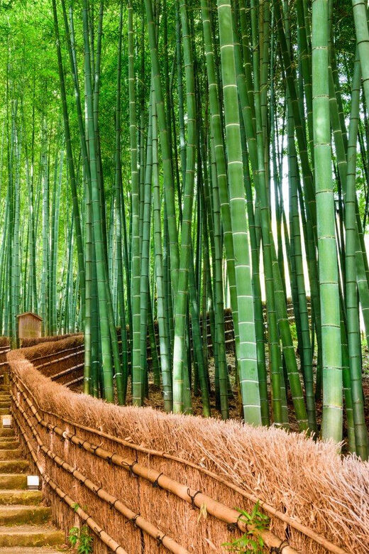 Kyoto/Osaka: Kyoto and Nara Customized Private Guided Tour - Kiyomizu-dera: Big Views, Big Stairs