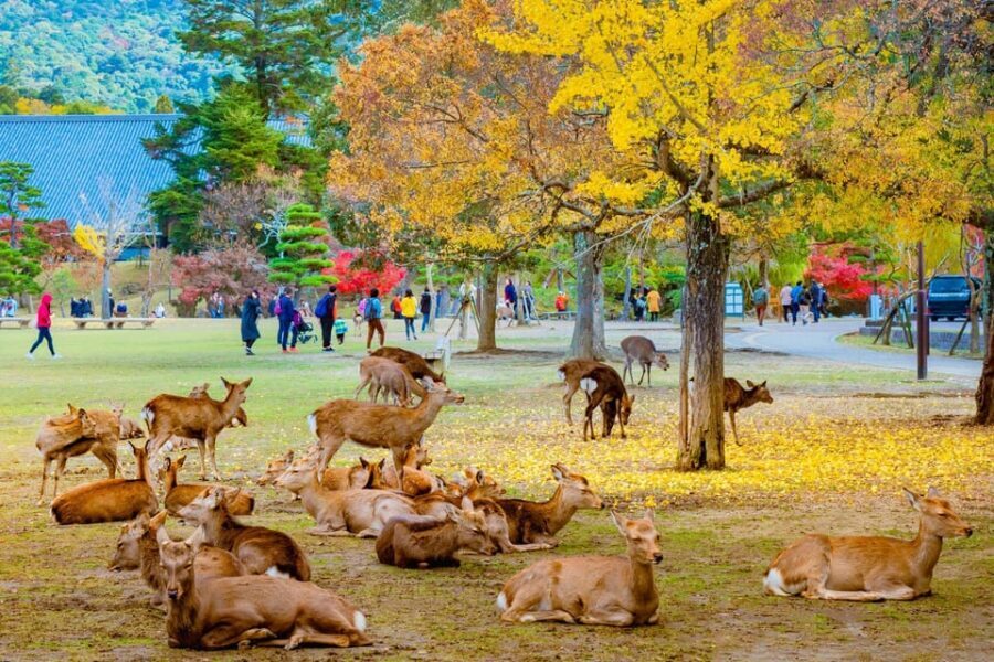 Kyoto/Osaka: Kyoto and Nara Customized Private Guided Tour - Customizing Your Day Without Losing Control
