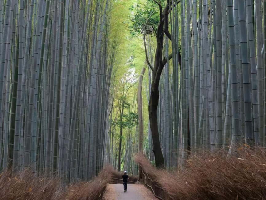 Kyoto/Osaka: Kyoto&Nara Customized Private Highlights Tour - Fushimi Inari Taisha torii gates: the walk most people remember