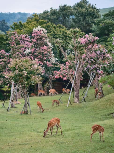 Kyoto/Osaka: Kyoto&Nara Customized Private Highlights Tour - Todai-ji and Nara Park: Great Buddha scale and deer-level charm