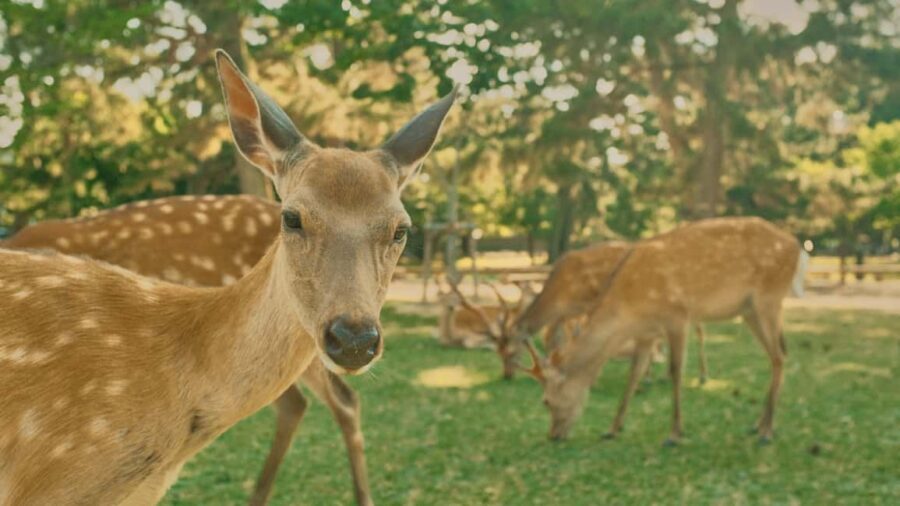 Kyoto/Osaka: Kyoto&Nara Customized Private Highlights Tour - Logistics that can make or break the day