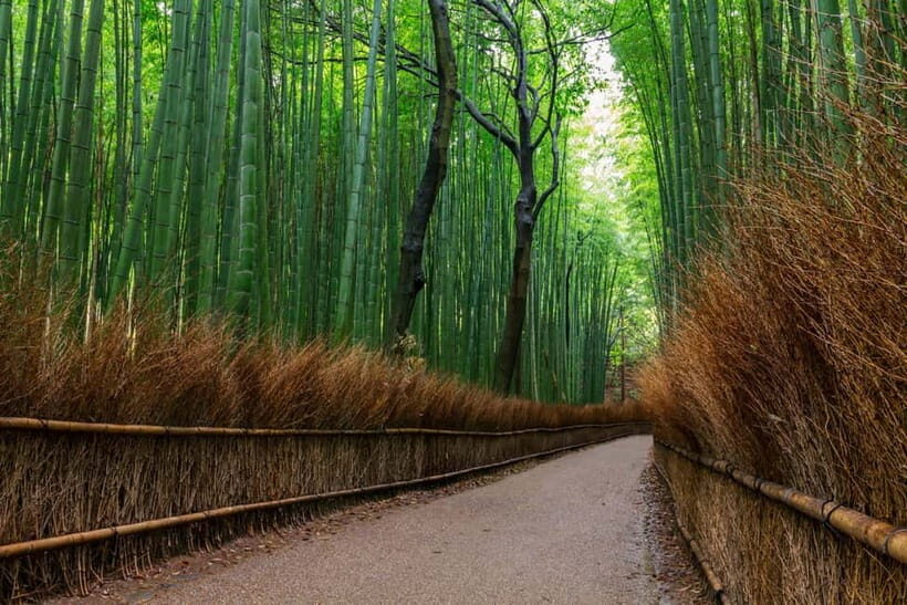 Kyoto/Osaka: Nara, Fushimi Inari Taisha, Arashiyama Bus Tour - Fushimi Inari Taisha: the torii tunnel and the prosperity climb