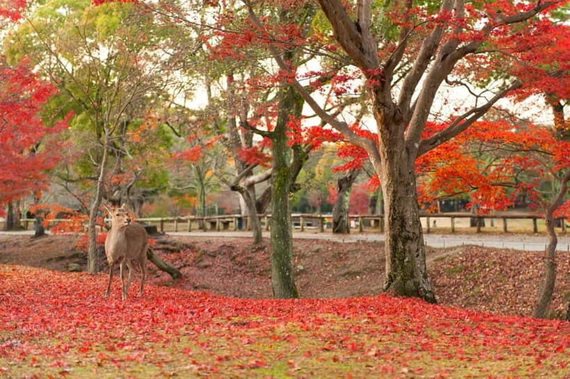Kyoto/Osaka: Nara, Fushimi Inari Taisha, Arashiyama Bus Tour - Tenryu-ji Temple: optional UNESCO value for people who want the garden