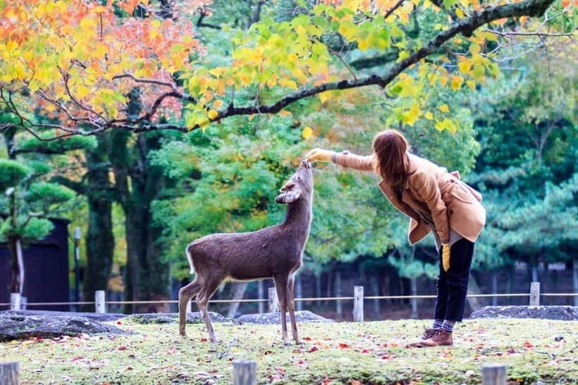 Kyoto/Osaka: Nara, Fushimi Inari Taisha, Arashiyama Bus Tour - Kimono Forest and the Arashiyama footbath: photos plus a reset