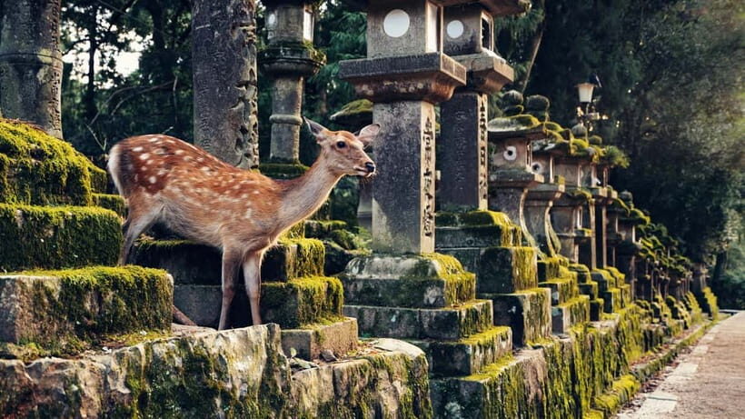 Kyoto/Osaka: Nara, Fushimi Inari Taisha, Arashiyama Bus Tour - Who this tour suits best (and who should pick a different plan)
