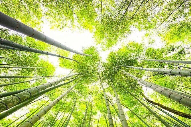 Kyoto, Osaka, Nara Private Tour by Car English Driver Guide - Kyoto full-day route: Arashiyama, Kinkakuji, Kiyomizu-dera, Fushimi Inari, Gion, and Nishiki