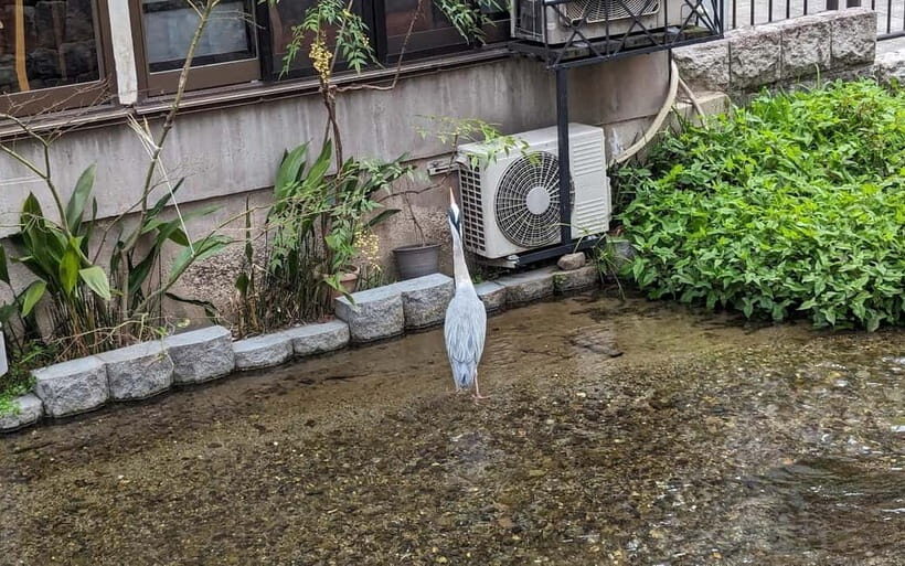 Kyoto: Personalize, private tour (3h, 5h, 8h) [W/Car Option] - What’s included vs. what you pay: budgeting for a real Kyoto day